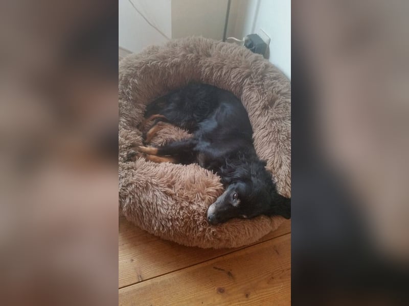 JERRY ca. 8 J. sucht warmes Plätzchen, sehr lieber Kuschelprinz