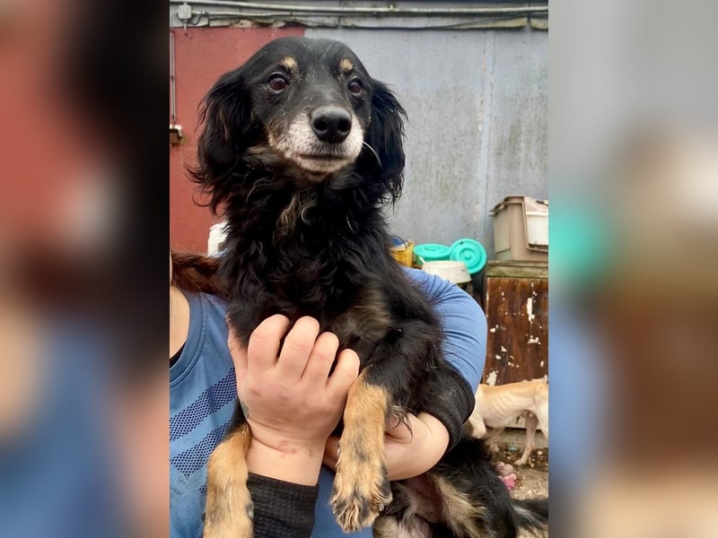 JERRY ca. 8 J. sucht warmes Plätzchen, sehr lieber Kuschelprinz