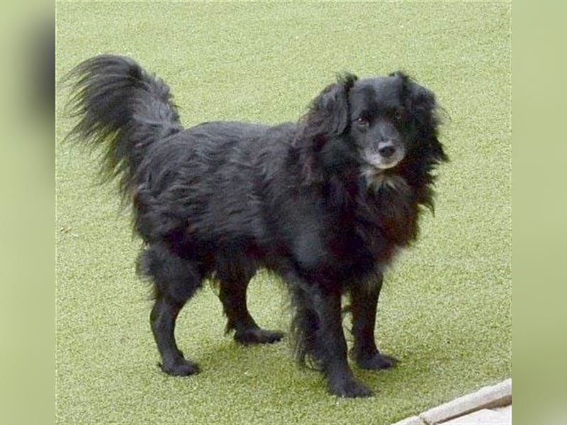 LOKI ca. 8 J. ruhiger, schüchterne Spanielmix-Rüde