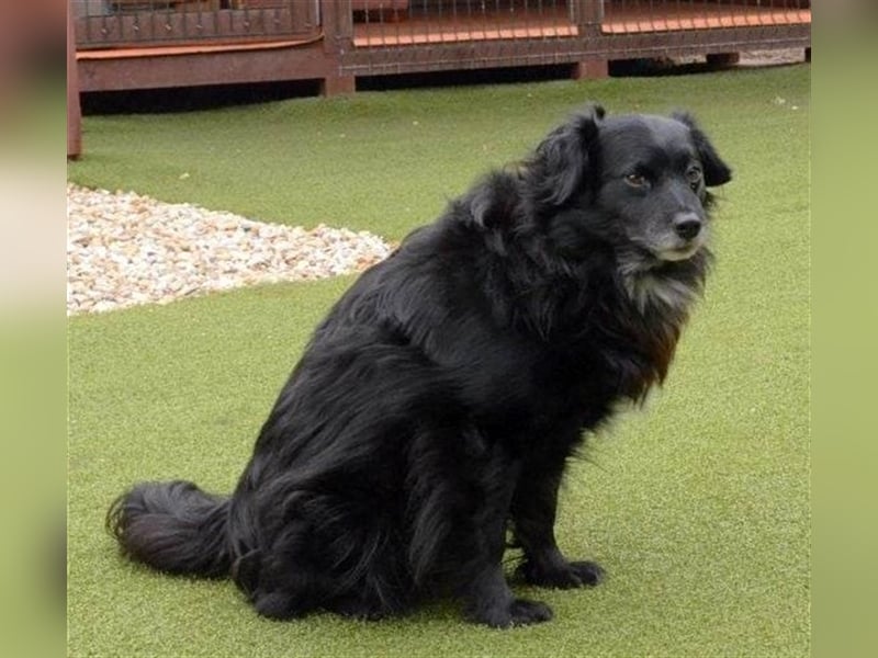 LOKI ca. 8 J. ruhiger, schüchterne Spanielmix-Rüde
