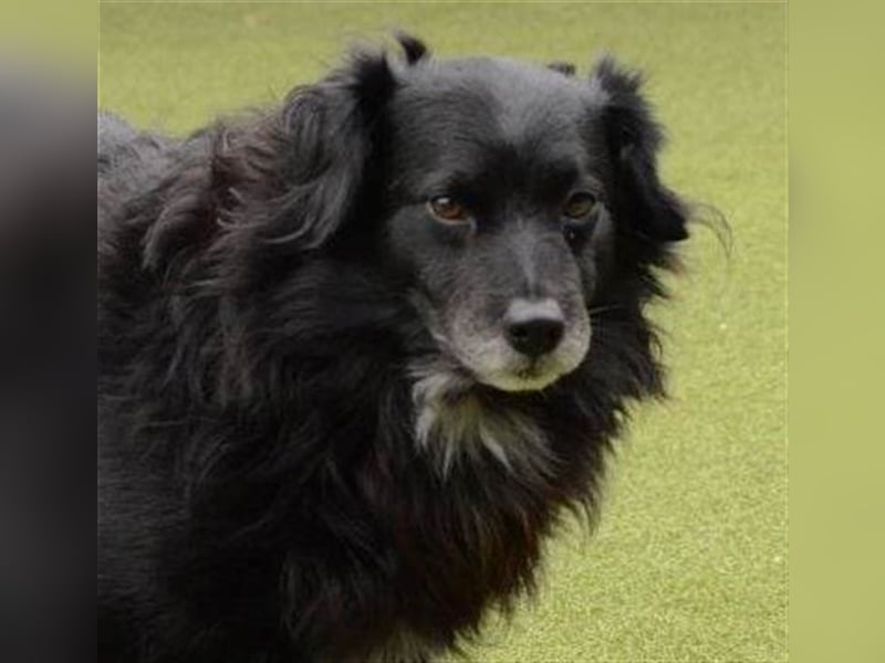 LOKI ca. 8 J. ruhiger, schüchterne Spanielmix-Rüde