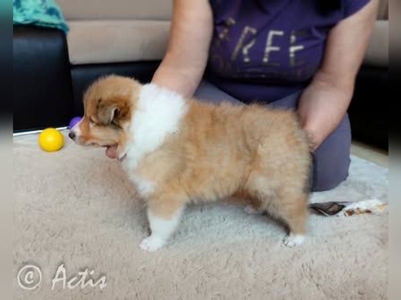 Superlieb Collie Rüde Welpe