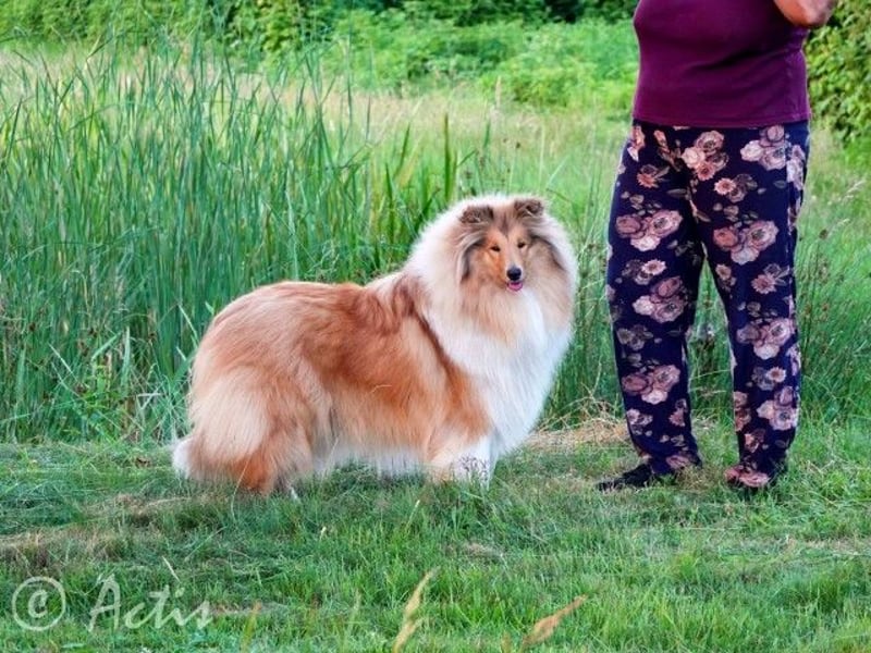 Superlieb Collie Rüde Welpe