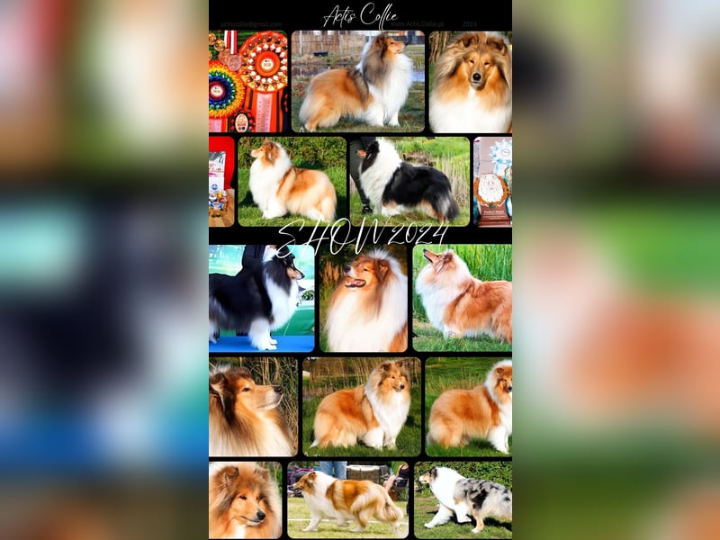 Superlieb Collie Rüde Welpe