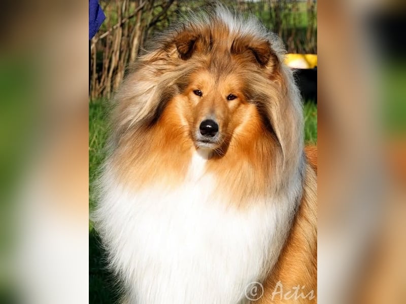 Superlieb Collie Rüde Welpe