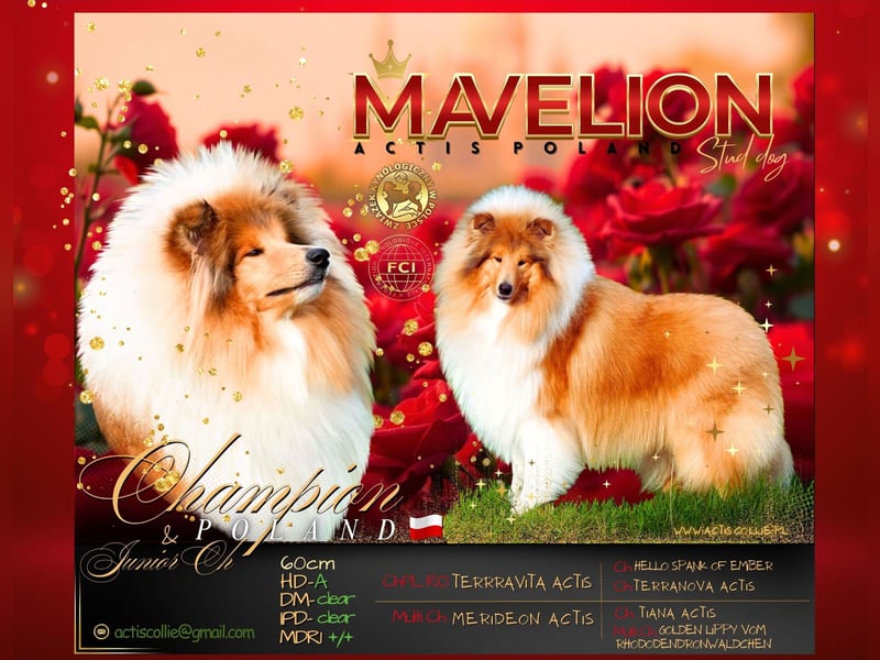 Superlieb Collie Rüde Welpe