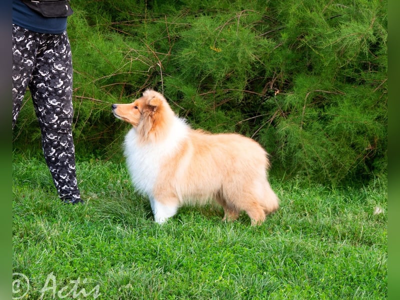 Superlieb Collie Rüde Welpe