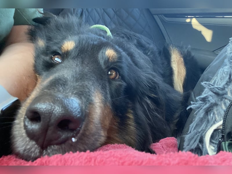 Liebevolle Collie-Mix-Hündin sucht neues Zuhause in Berlin