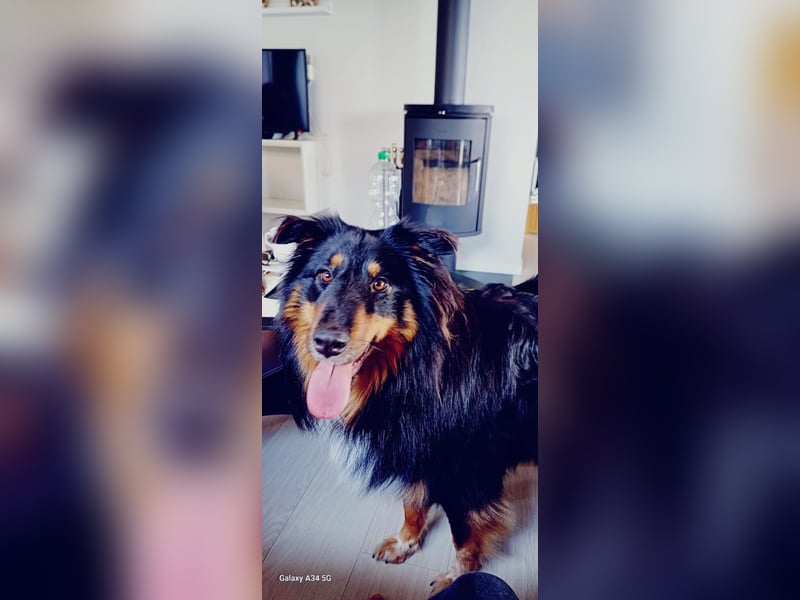 Liebevolle Collie-Mix-Hündin sucht neues Zuhause in Berlin