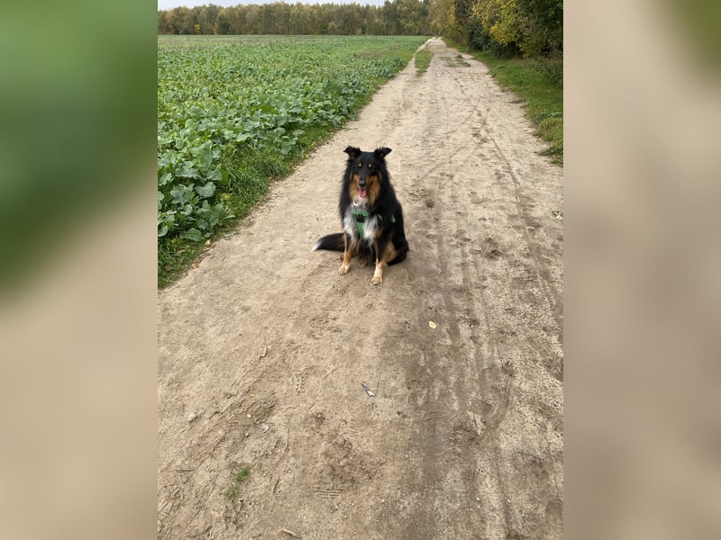Liebevolle Collie-Mix-Hündin sucht neues Zuhause in Berlin