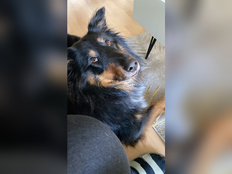 Liebevolle Collie-Mix-Hündin sucht neues Zuhause in Berlin