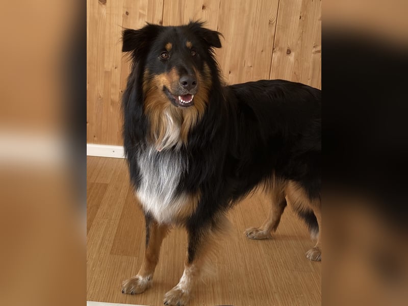Liebevolle Collie-Mix-Hündin sucht neues Zuhause in Berlin