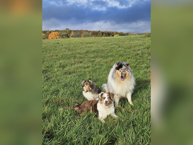Langhaar-Collie