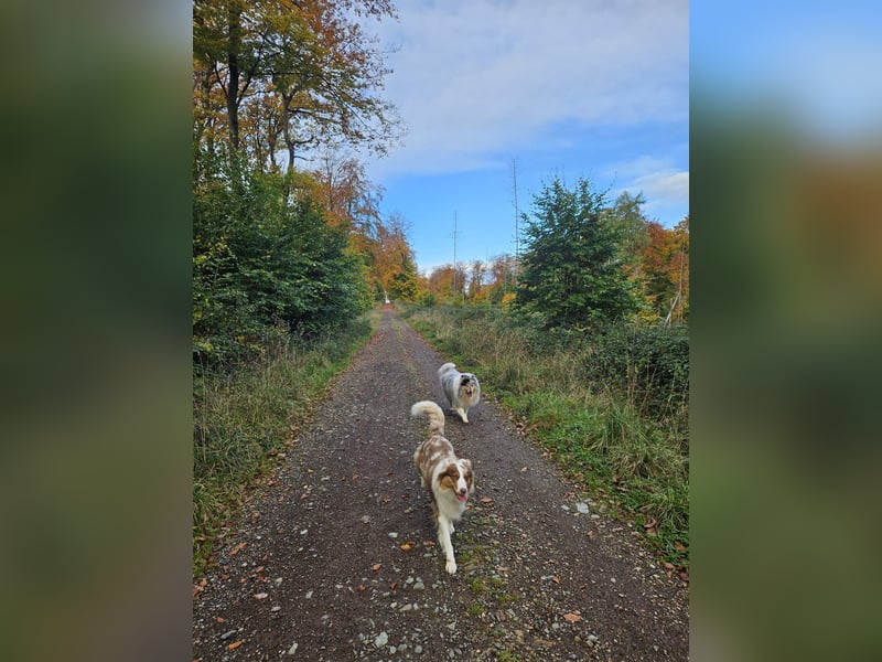 Langhaar-Collie
