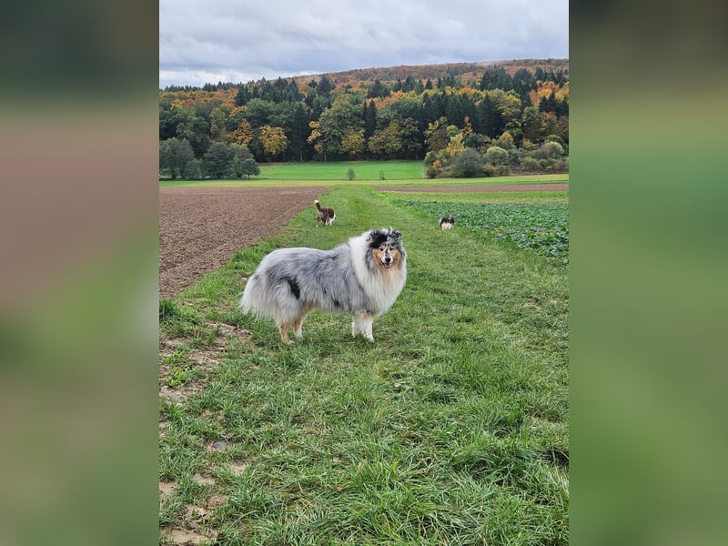 Langhaar-Collie
