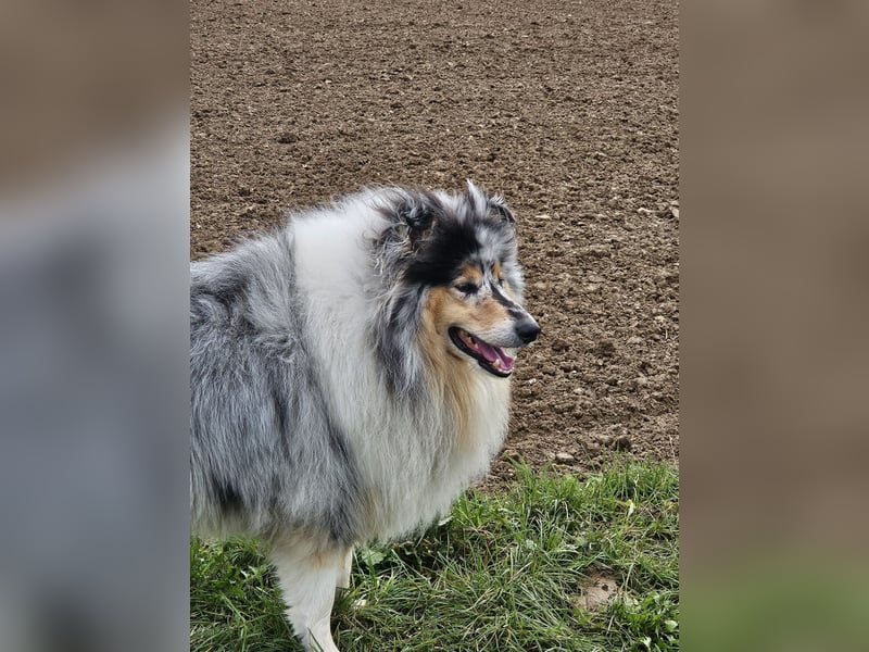Langhaar-Collie