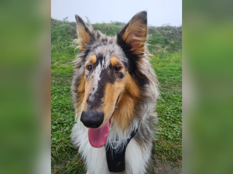 Stitch sucht ein neues Zuhause Stitch sucht ein neues Zuhause