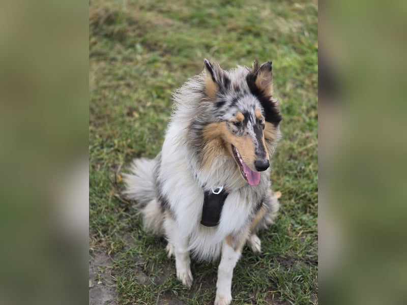 Stitch sucht ein neues Zuhause Stitch sucht ein neues Zuhause