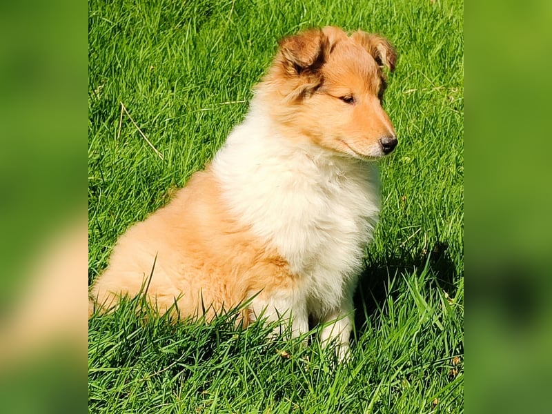 Collie Welpen