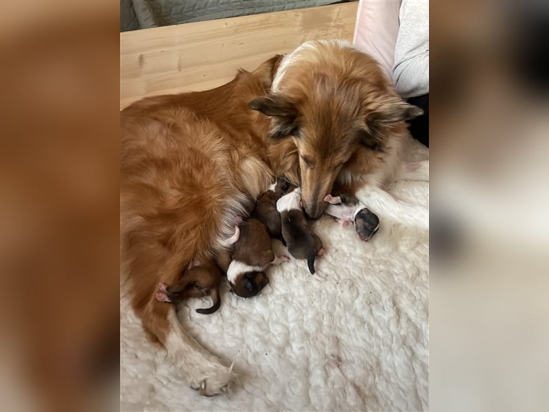 Familienfreundliche American Collie Welpen mit Papieren in liebevolle Hände abzugeben