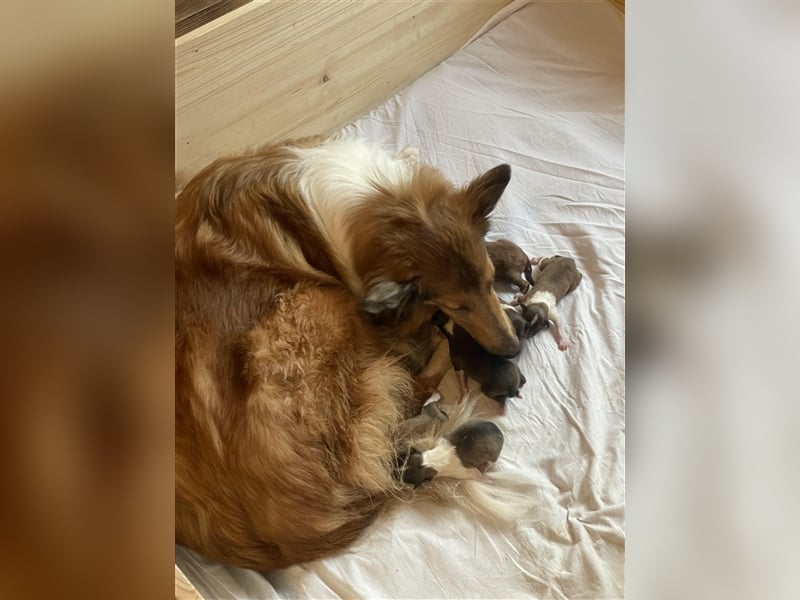 Familienfreundliche American Collie Welpen mit Papieren in liebevolle Hände abzugeben