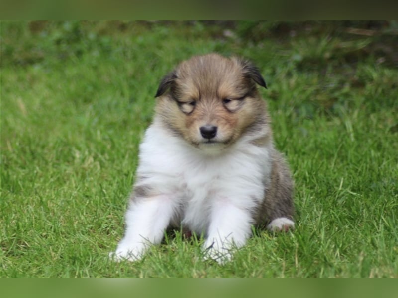 Collie Langhaar Welpen aus liebevoller VDH-Zucht