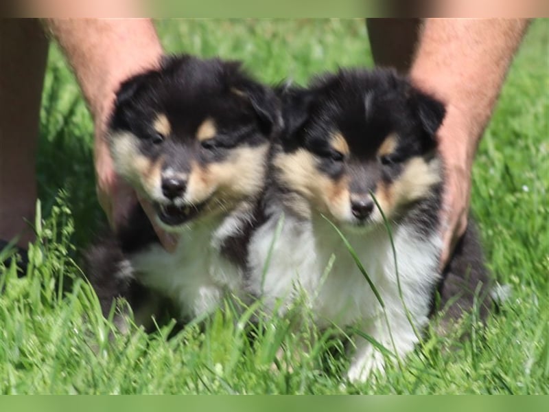 Collie Langhaar Welpen aus liebevoller VDH-Zucht