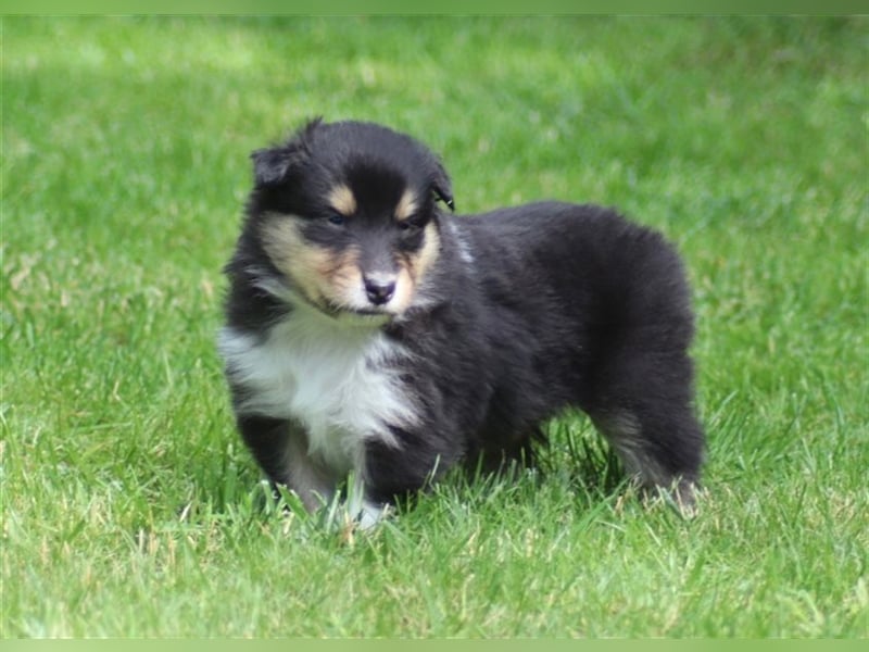 Collie Langhaar Welpen aus liebevoller VDH-Zucht