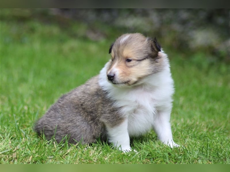 Collie Langhaar Welpen aus liebevoller VDH-Zucht