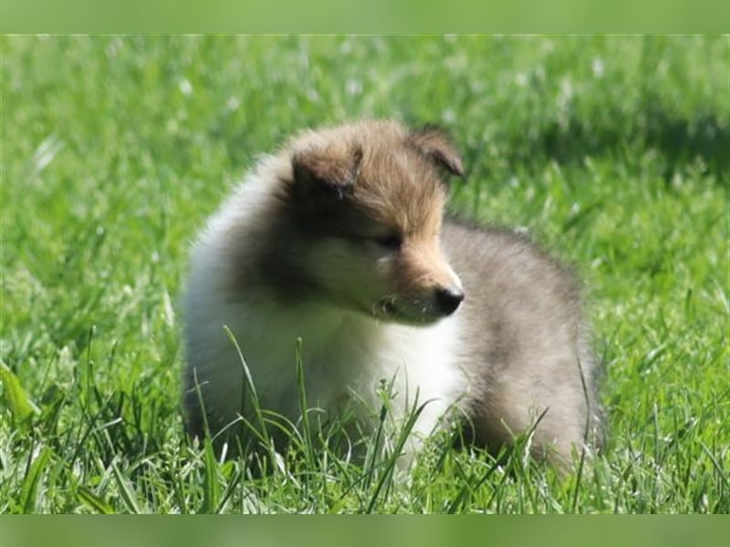 Collie Langhaar Welpen aus liebevoller VDH-Zucht