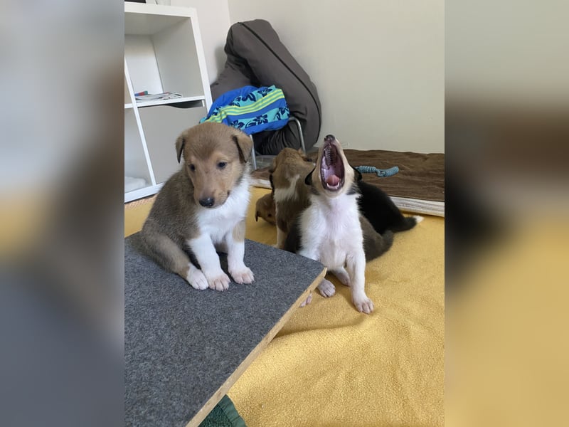 Lang- und Kurzhaar- Collie- Welpen