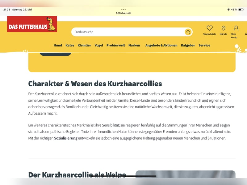Lang- und Kurzhaar- Collie- Welpen