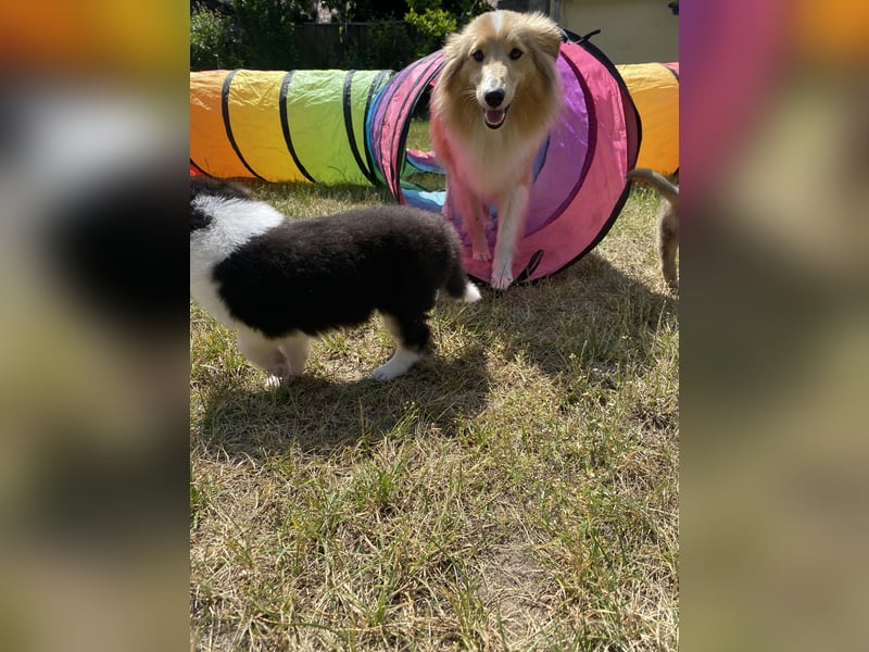 Lang- und Kurzhaar- Collie- Welpen