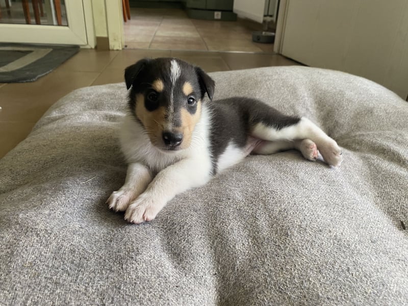 Lang- und Kurzhaar- Collie- Welpen