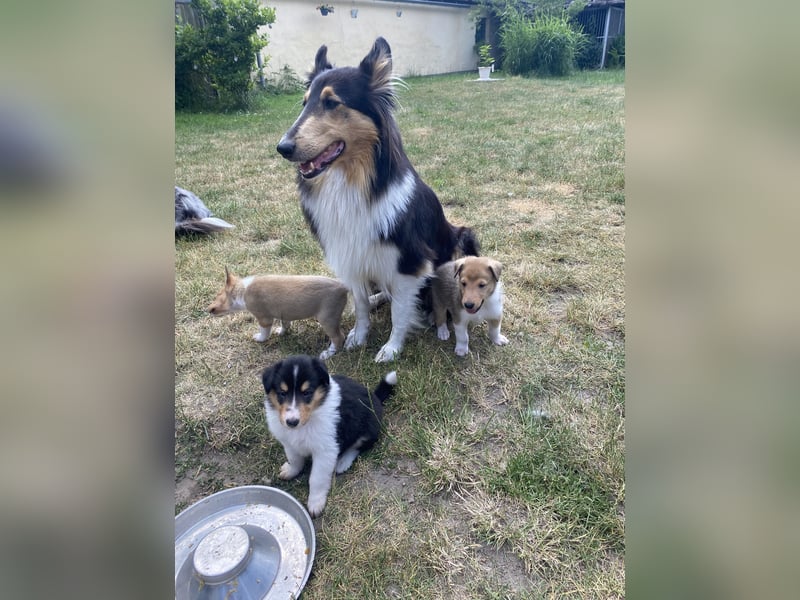 Lang- und Kurzhaar- Collie- Welpen