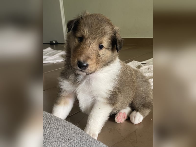 Lang- und Kurzhaar- Collie- Welpen