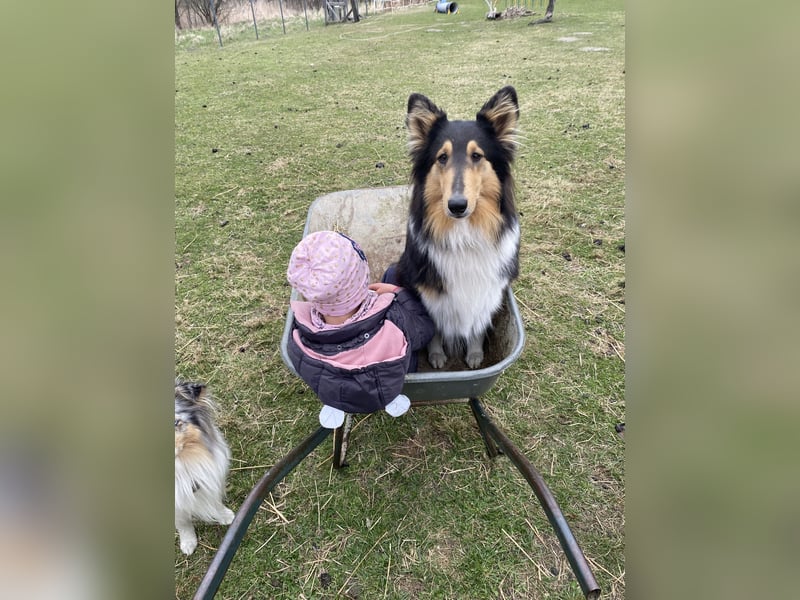 Lang- und Kurzhaar- Collie- Welpen