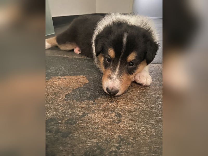 Lang- und Kurzhaar- Collie- Welpen