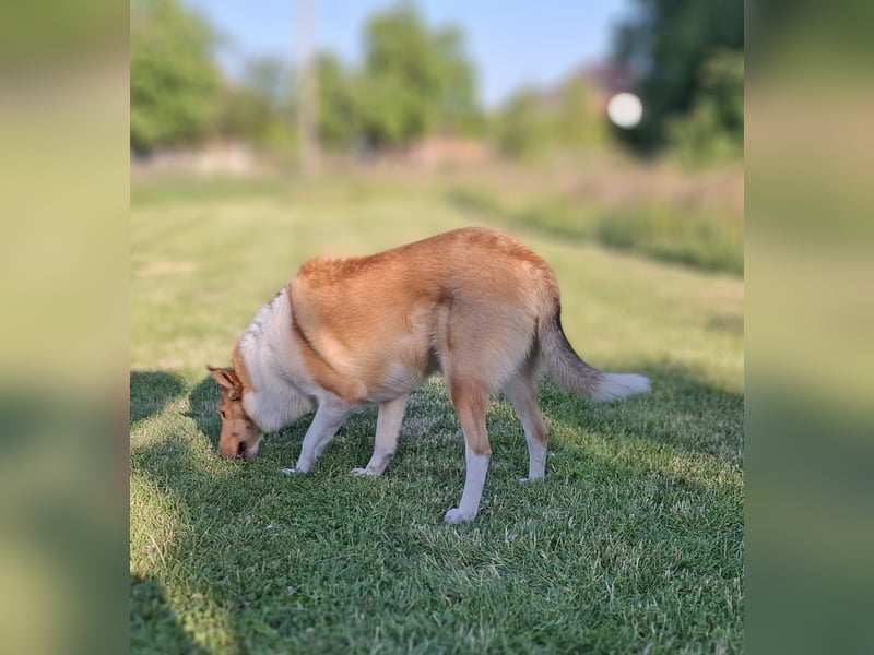 Lang- und Kurzhaar- Collie- Welpen