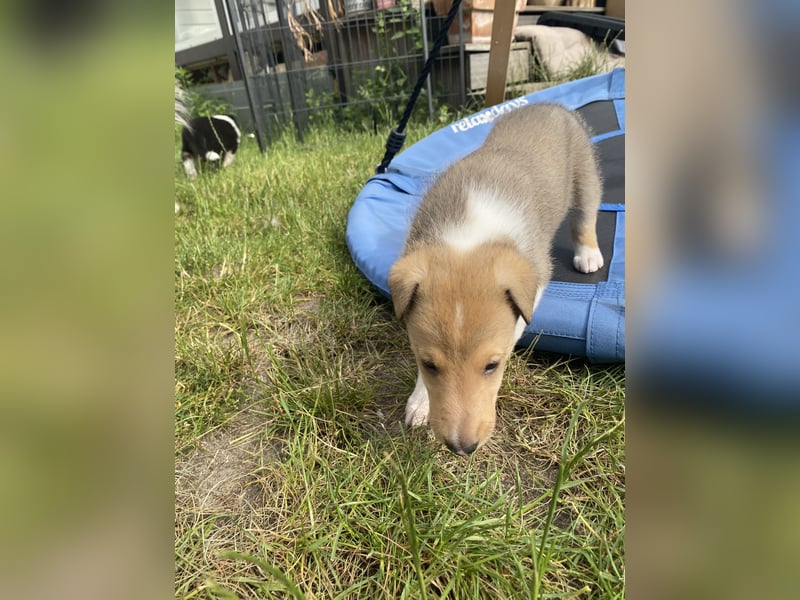 Lang- und Kurzhaar- Collie- Welpen