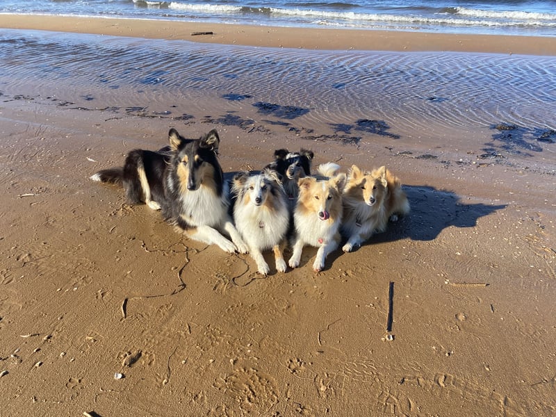 Lang- und Kurzhaar- Collie- Welpen