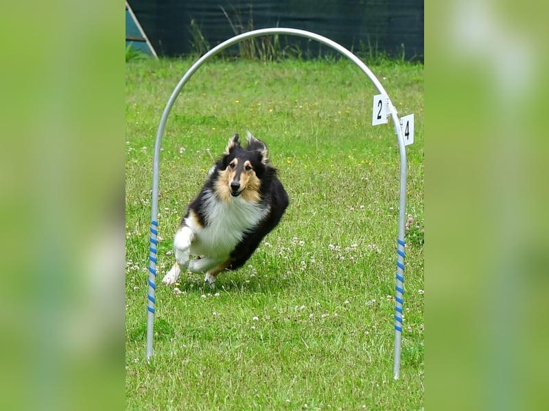 Lang- und Kurzhaar- Collie- Welpen