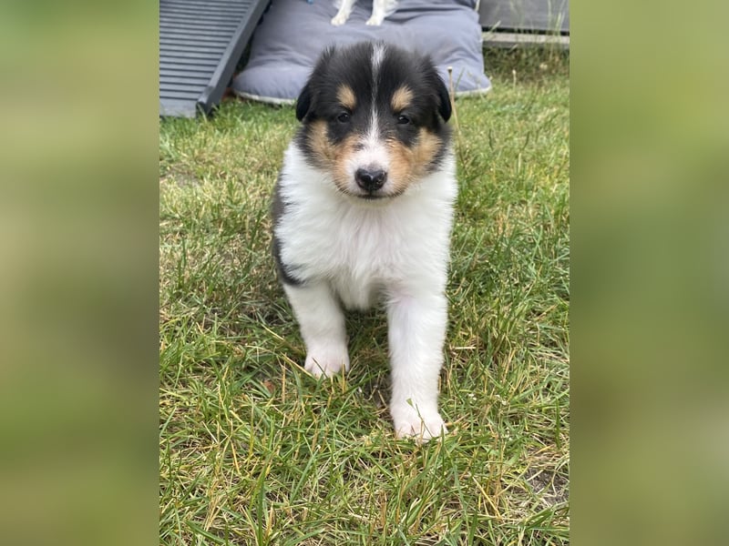 Lang- und Kurzhaar- Collie- Welpen