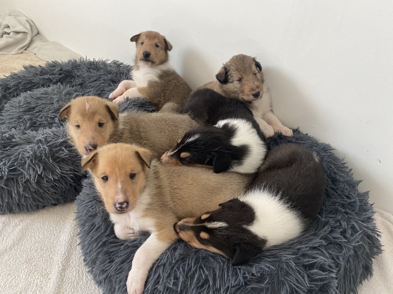 Lang- und Kurzhaar- Collie- Welpen