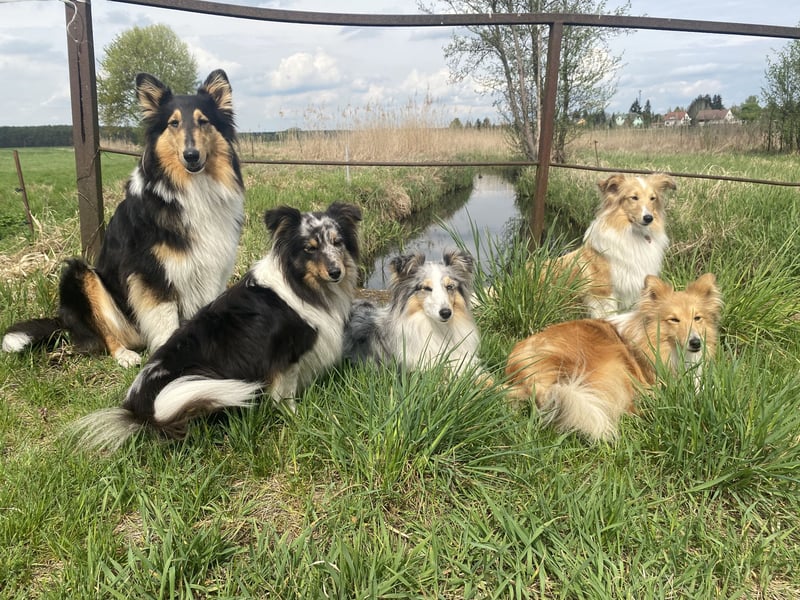Lang- und Kurzhaar- Collie- Welpen