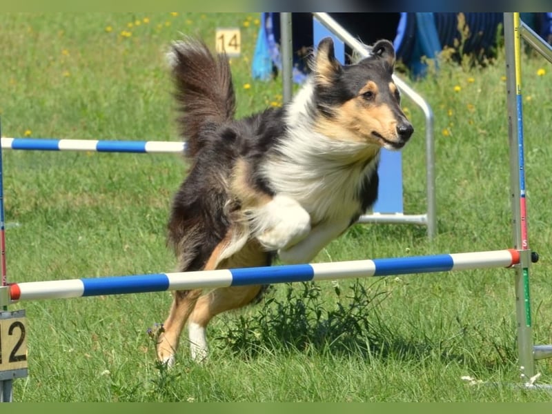 Lang- und Kurzhaar- Collie- Welpen