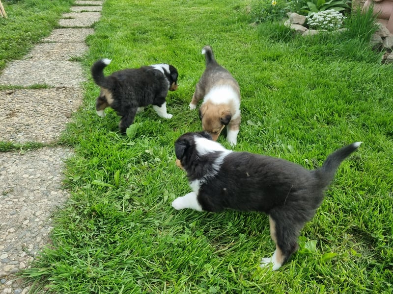 Collie Langhaar Welpen mit VDH Papieren
