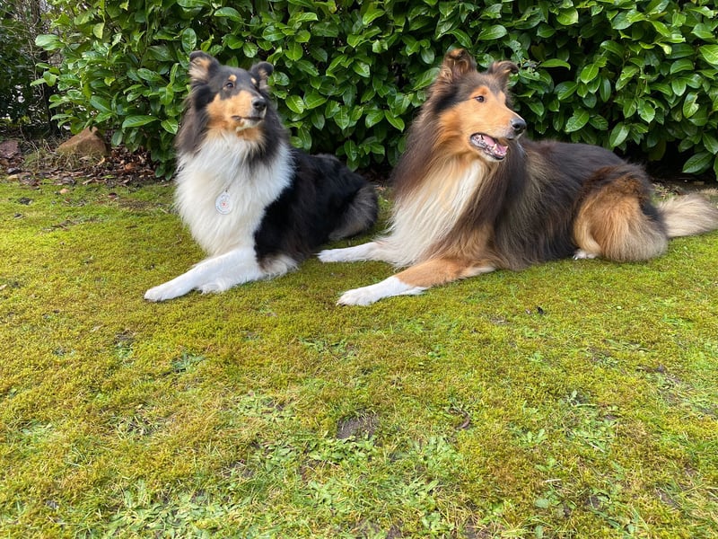 Collie Langhaar Welpen mit VDH Papieren