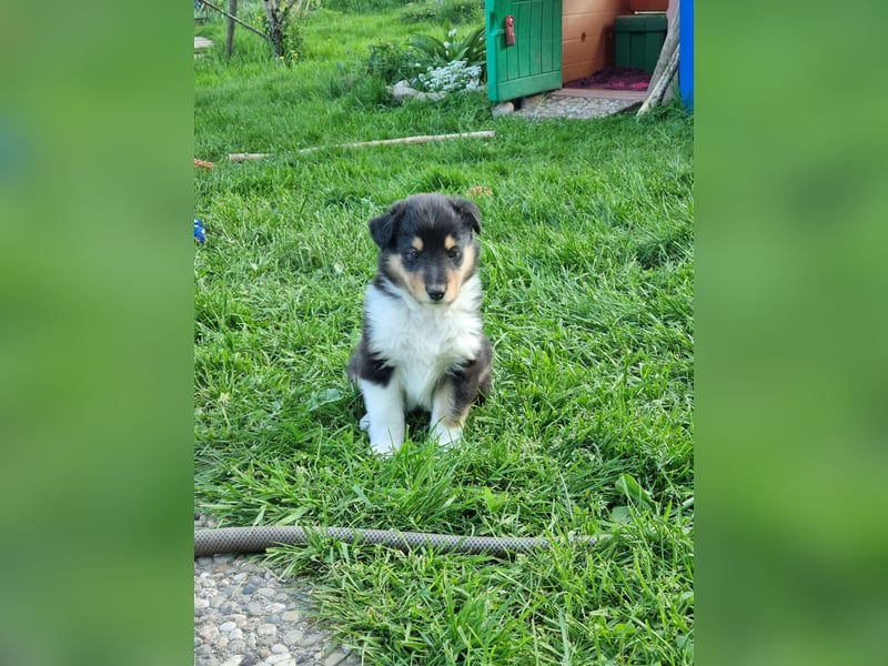 Collie Langhaar Welpen mit VDH Papieren