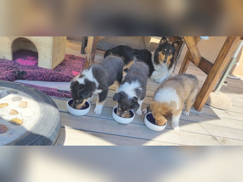 Collie Langhaar Welpen mit VDH Papieren
